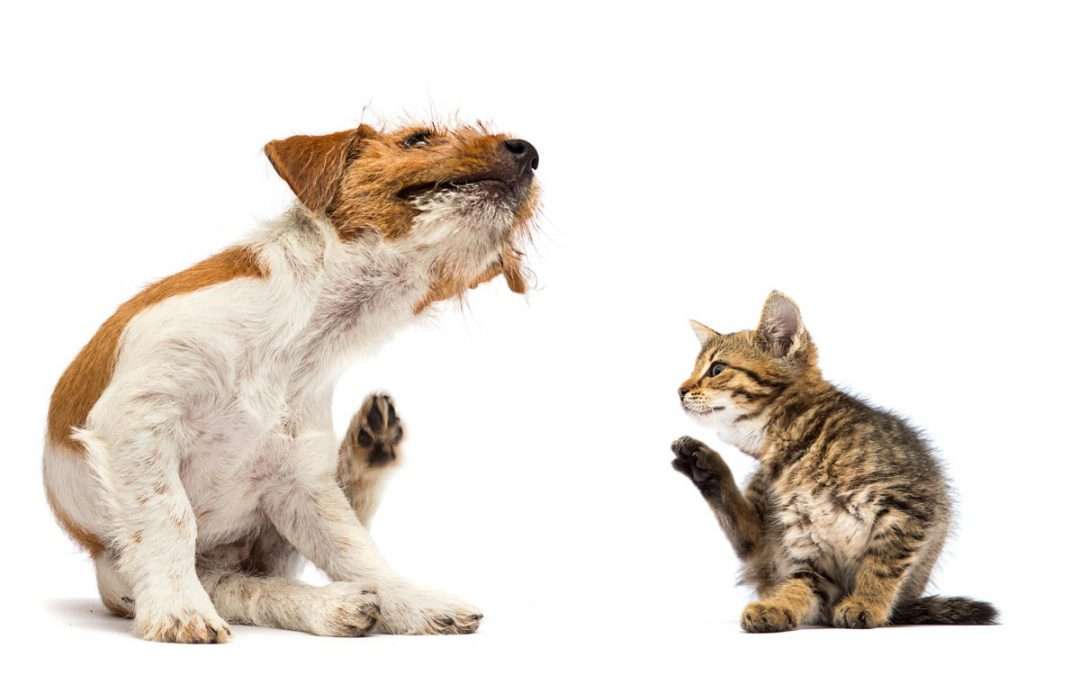 Getting Rid of Fleas at Home – A Guide for Dog and Cat Owners