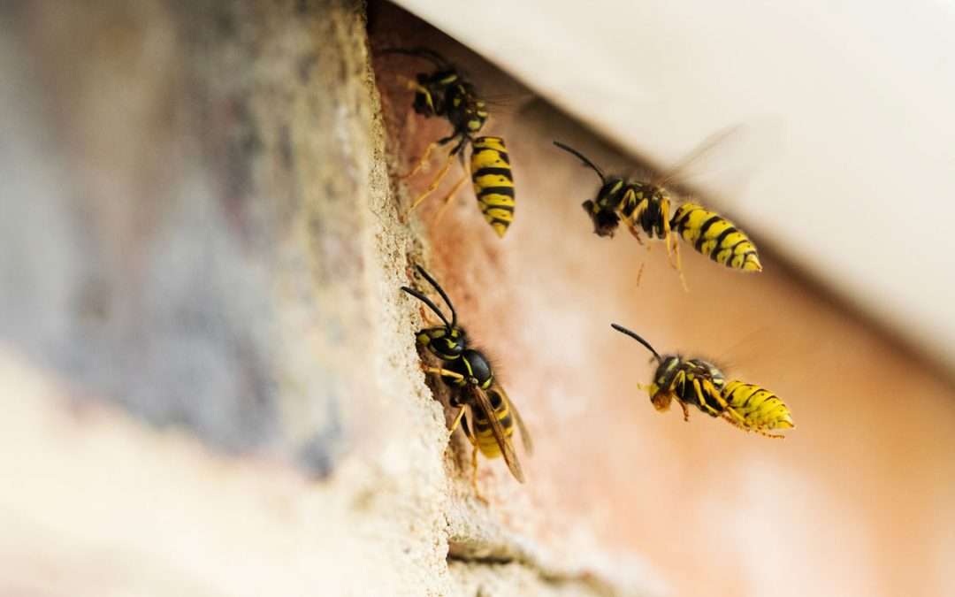 Wasps at Home – Dealing with the Dangers