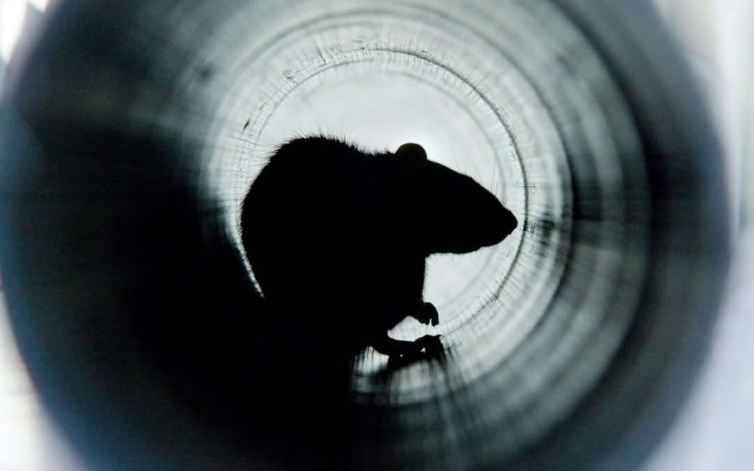 Rats in Your Drains