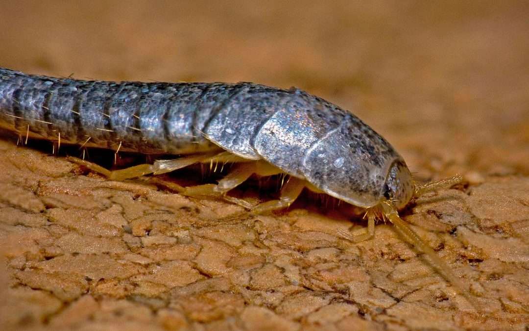 Silverfish Pest Control the Ultimate Guide