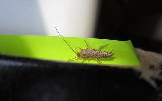 Silverfish – How to Find and Remove Them