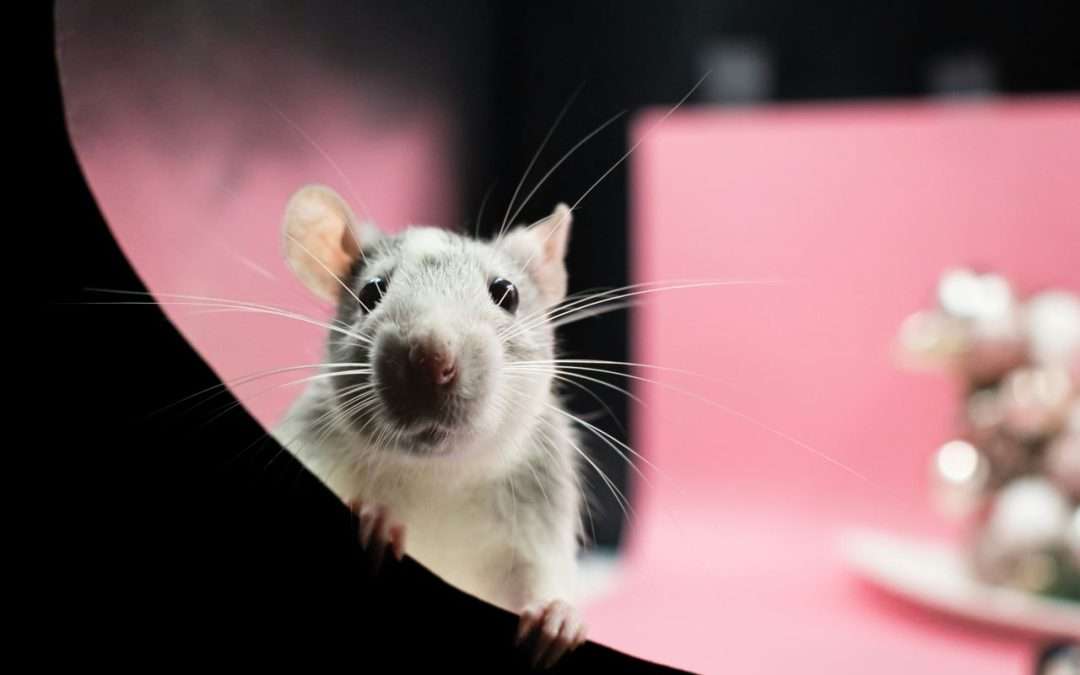 Comprehensive Guide to Rat Pest Control in Dublin, Louth, and Meath