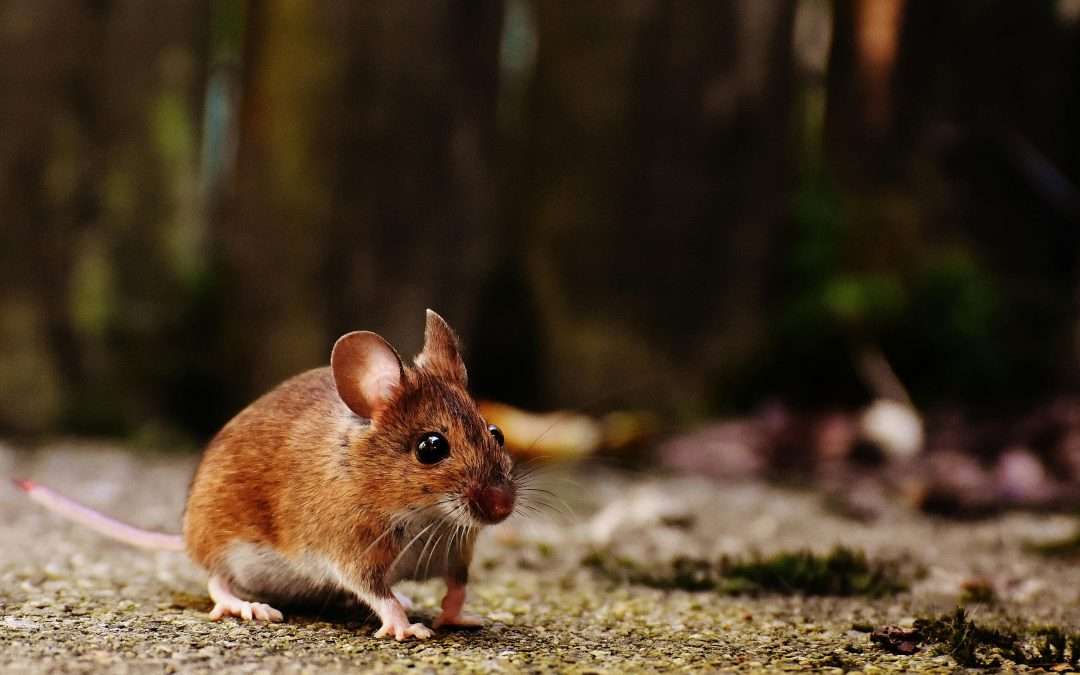 The Ultimate Guide to Mice Extermination in Dublin