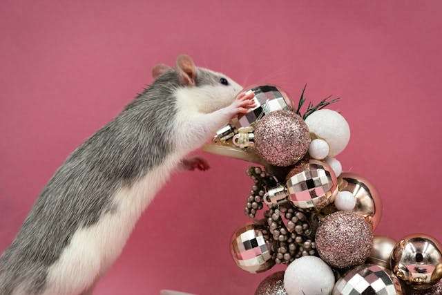 Seven Things To Avoid at Christmas if You Don’t Want Rats in Your Home